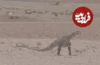 مشاهده دایناسور در مناطق بیابانی خراسان رضوی تکذیب شد