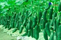 (ویدئو) فرآیند دیدنی کاشت و برداشت خیار و فلفل دلمه ای در یک گلخانه بزرگ