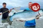 ببینید| غذای روستایی در آذربایجان؛ کباب ماهی سالمون در فر
