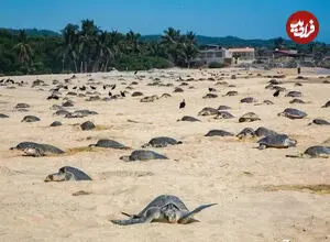 ببینید| هجوم ۳۳۰ هزار لاک‌پشت دریایی به ساحل