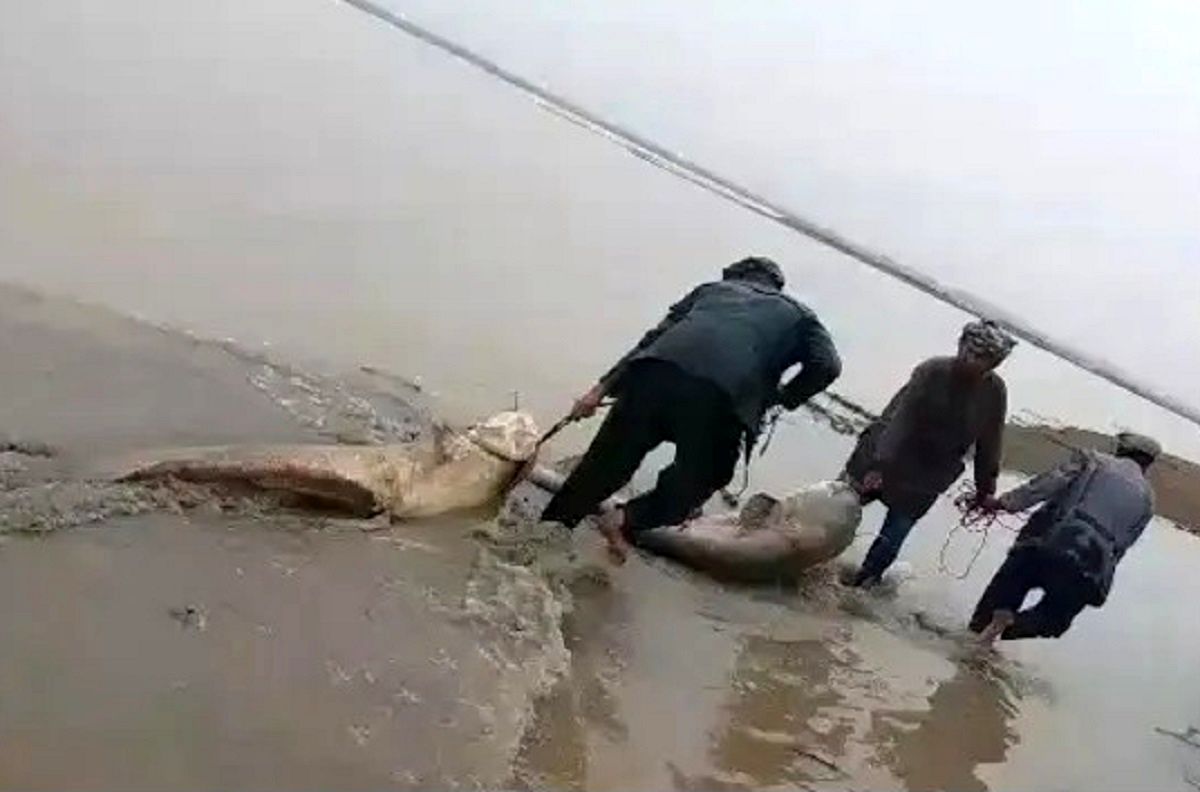 (ویدئو) صید بزرگترین گربه ماهی های افغانستان توسط این چند ماهیگیر