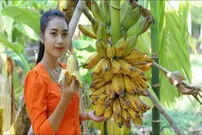 (ویدئو) مراحل نگهداری و برداشت درخت موز