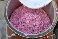 ببینید؛ آغاز جشنواره ملی گلابگیری و سوغات اقوام در کرج