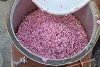ببینید؛ آغاز جشنواره ملی گلابگیری و سوغات اقوام در کرج