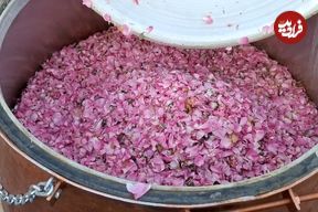 ببینید؛ آغاز جشنواره ملی گلابگیری و سوغات اقوام در کرج