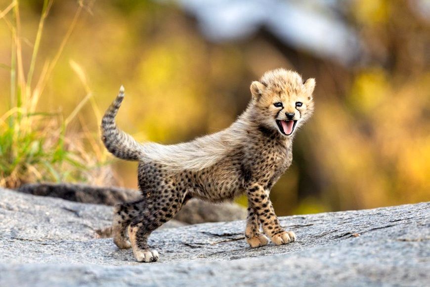 (ویدئو) تلاش بامزه و خنده دار بچه چیتای چند روزه برای شکار بچه غزال چند روزه!