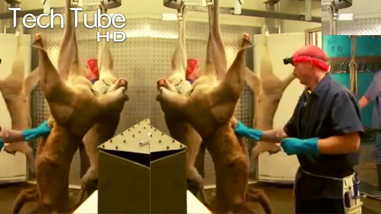 (ویدئو) فرآیند برش زدن و بسته بندی گوشت کانگورو در استرالیا را ببینید