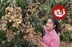 ببینید| غذای روستایی در کامبوج؛ برداشت لونگان از درخت و تهیه میان وعده با آن