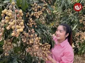 ببینید| غذای روستایی در کامبوج؛ برداشت لونگان از درخت و تهیه میان وعده با آن
