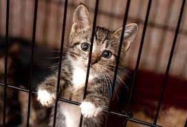 (ویدئو) فرار از زندان با نقش‌آفرینی یک گربه! 