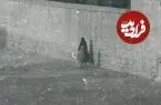 عکس| سفر زمان؛ منظرۀ زیبای یکی از خیابان‌های شیراز در دوران قاجار