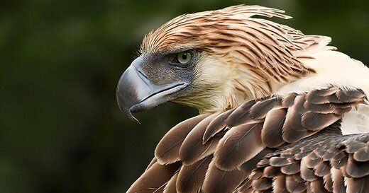 (عکس) غول‌پیکرترین عقاب جهان؛ کشتن این عقاب 12 سال زندان دارد!