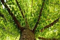 ( عکس) رمز ماندگاری یک گیاه در برابر بلایای طبیعی 