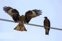 تصاویر؛ حضور کم‌نظیر کورکورهای سیاه در شیراز