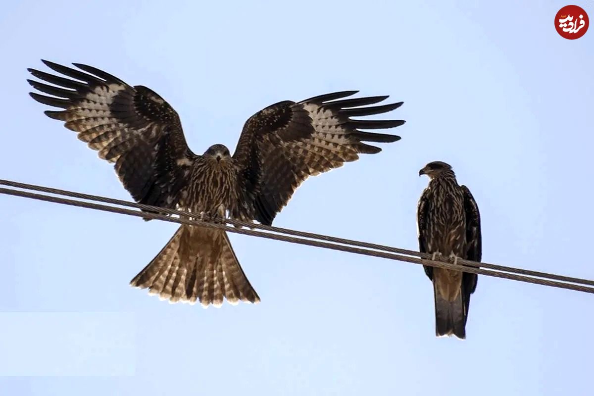 تصاویر؛ حضور کمنظیر کورکورهای سیاه در شیراز