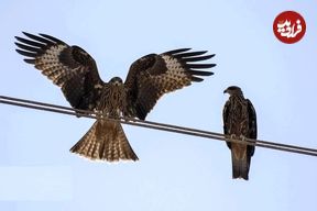 تصاویر؛ حضور کم‌نظیر کورکورهای سیاه در شیراز