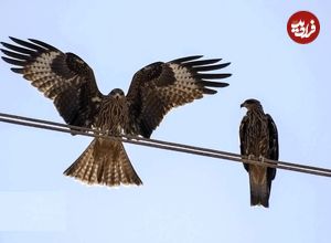 تصاویر؛ حضور کمنظیر کورکورهای سیاه در شیراز