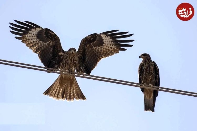 تصاویر؛ حضور کمنظیر کورکورهای سیاه در شیراز