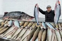 ببینید| غذای روستایی در آذربایجان؛ کباب کردن ماهی سالمون در نمک و در تنور