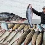 ببینید| غذای روستایی در آذربایجان؛ کباب کردن ماهی سالمون در نمک و در تنور