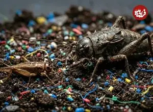کابوس پلاستیکی: رژیم غذایی آلوده حشرات را به هیولا تبدیل می‌کند