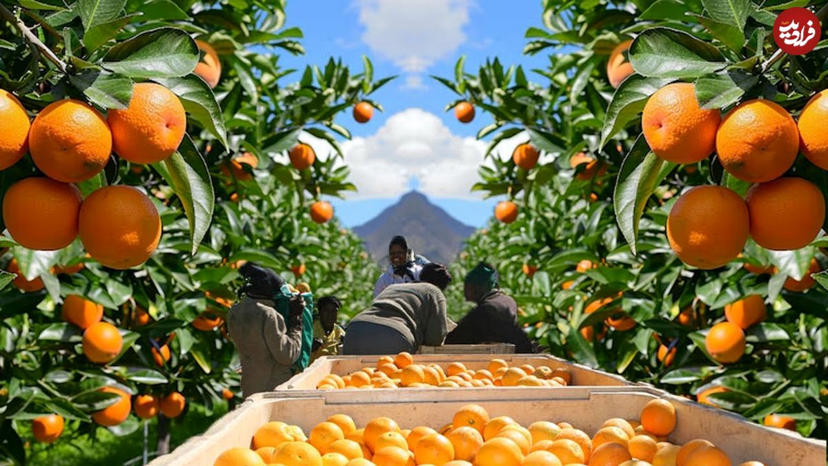ببینید؛ چگونه آفریقایی ها هزاران تن پرتقال را برداشت و فرآوری می کنند؟