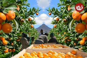 ببینید؛ چگونه آفریقایی ها هزاران تن پرتقال را برداشت و فرآوری می کنند؟