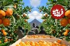 ببینید؛ چگونه آفریقایی ها هزاران تن پرتقال را برداشت و فرآوری می کنند؟