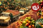 ببینید| نگاهی به مراحل کاشت، برداشت و فرآوری صدها تن قهوه در برزیل