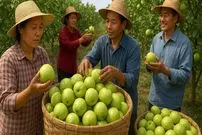 ببینید| نگاهی به مراحل کاشت و برداشت گواوا در جنوب چین