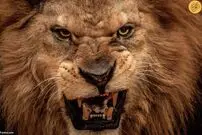 (ویدئو) تلاش شیر نر برای شکار یک مرد جوان