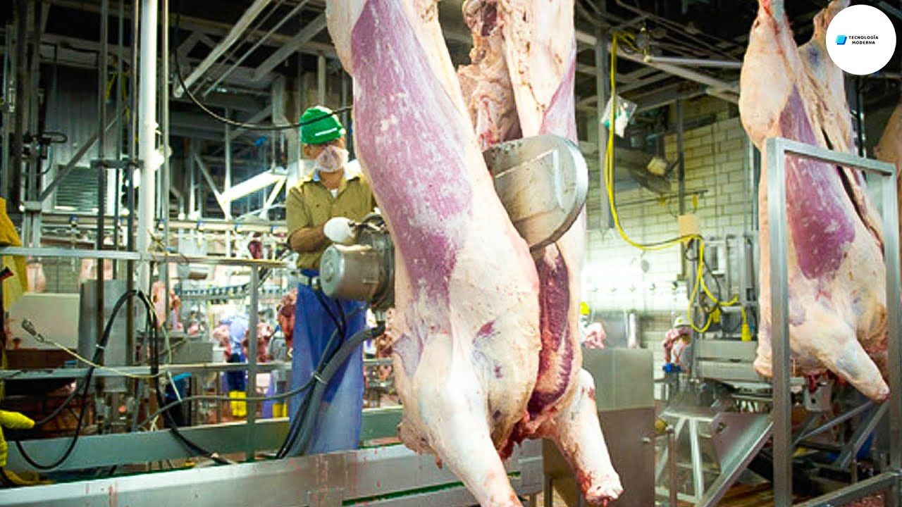 (ویدئو) فرآیند درخشان برش و بسته بندی گوشت گاوهای بزرگ در یک کارخانه ایتالیایی