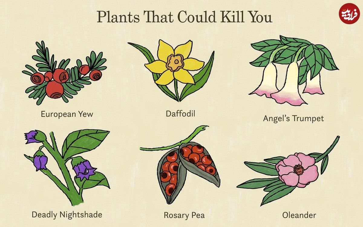 هر آنچه باید در مورد «گیاهان سمی» بدانید