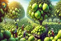 ببینید| چگونه کشاورزان در آمریکای جنوبی صدها تن لیمو ترش را برداشت می کنند؟