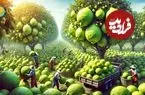 ببینید| چگونه کشاورزان در آمریکای جنوبی صدها تن لیمو ترش را برداشت می کنند؟