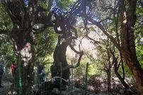 عکس؛ قدیمی‌ترین درخت انگور جهان؛ تنه جالب درخت ۴۱۶ ساله را ببینید