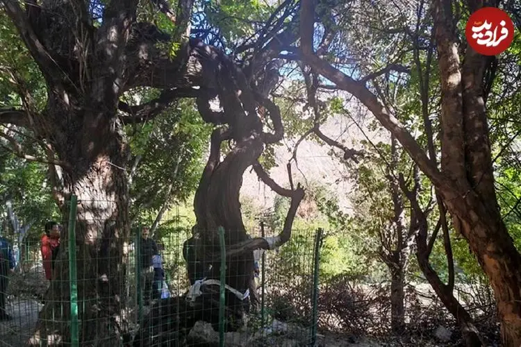 عکس؛ قدیمی‌ترین درخت انگور جهان؛ تنه جالب درخت ۴۱۶ ساله را ببینید