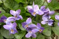 عکس‌‌های زیبا از گل‌های زمستانی «ویولا» که زنبورها عاشقشان هستند