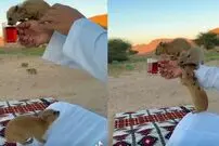 (ویدئو) این موجودات عجیب نوعی خرگوش هستند و عاشق چای خوردن!
