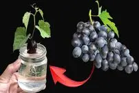 (ویدئو) چگونه از طریق دانه در خانه درخت انگور سیاه پرورش دهیم؟