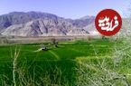 (تصاویر) ایران قدیم؛ قاب های زیرخاکی از جشن برنجکاری در روستا‌های لاهیجان!