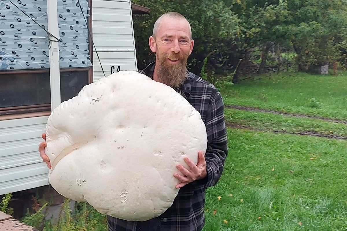 (ویدئو) این زوج روسی بزرگترین قارچ های وحشی جهان را برداشت کردند!