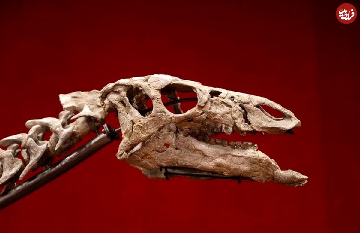 ( عکس) حراج اسکلت کمیاب یک دایناسور 
