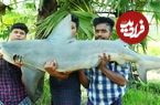 ببینید؛ غذای روستایی در هند؛ پخت خوراک کاری با کوسه 50 کیلوگرمی