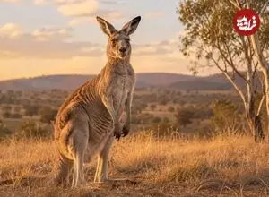 ماجرای کانگوروی سرگردان در کرمان؛ محیط‌زیست وارد عمل شد