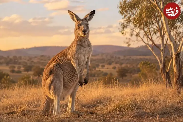 ماجرای کانگوروی سرگردان در کرمان؛ محیط‌زیست وارد عمل شد