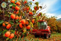 ببینید| چگونه کشاورزان ژاپنی گران ترین خرمالوی جهان را برداشت می کنند؟