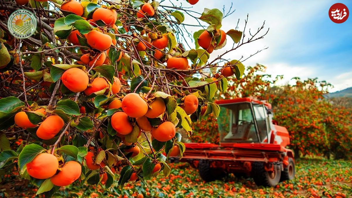 ببینید| چگونه کشاورزان ژاپنی گران ترین خرمالوی جهان را برداشت می کنند؟