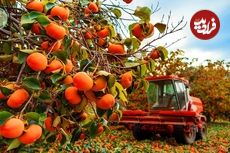 ببینید| چگونه کشاورزان ژاپنی گران ترین خرمالوی جهان را برداشت می کنند؟