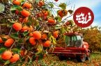ببینید| چگونه کشاورزان ژاپنی گران ترین خرمالوی جهان را برداشت می کنند؟